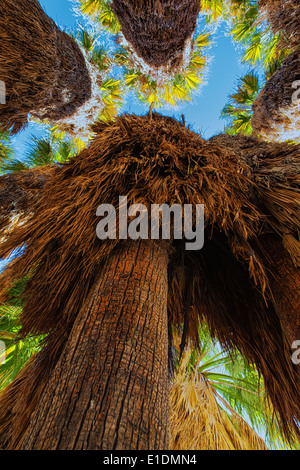 Guardando attraverso le palme in Anza Borrego State Park, California. Foto Stock