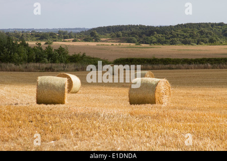 Le balle di paglia nel campo Foto Stock