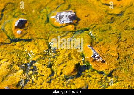 Colorato intorno alle alghe hot springs al Lago Bogoria in Kenya. Foto Stock
