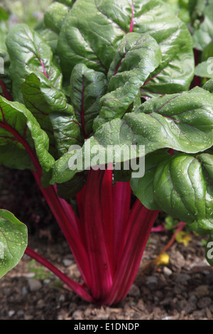 Beta vulgaris Ruby Chard close up di impianto Foto Stock