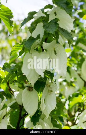 Brattee bianco del fazzoletto tree, Davidia involucrata Foto Stock