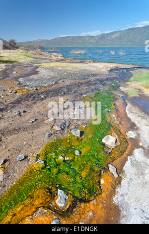 Dettaglio delle alghe colorato intorno a sorgenti calde presso il lago Bogoria in Kenya. Foto Stock
