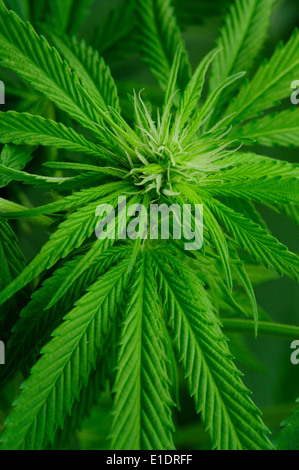 La marijuana (cannabis sativa) Foto Stock