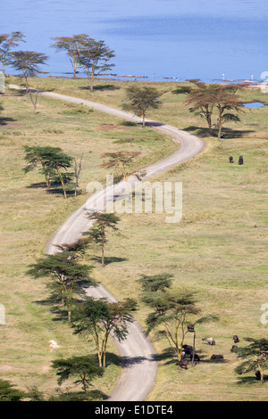 I bufali e strada a Lake Nakuru a Nakuru National Park visto da un punto di osservazione in Kenya. Foto Stock