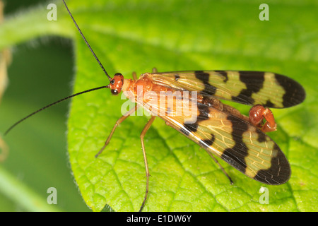 Maschio (scorpionfly Panorpa specie) sulla foglia. Foto Stock