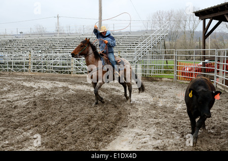 Arena cowboy arrotonda il bestiame nella penna. Foto Stock