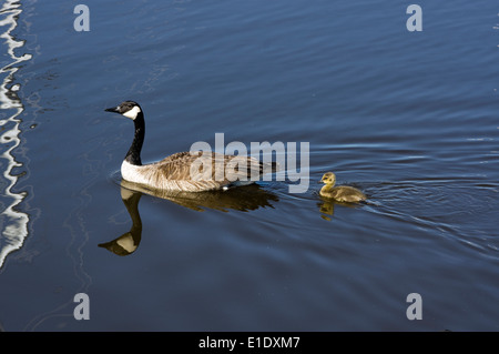 Canada Goose, Branta canadensis adulto e gosling nuoto Foto Stock