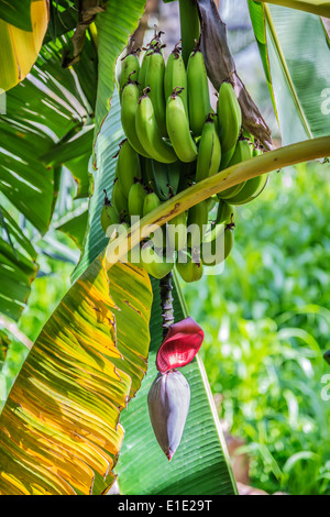 Immagine della banana con il fiore in Misfah al abreyeen in Oman Foto Stock