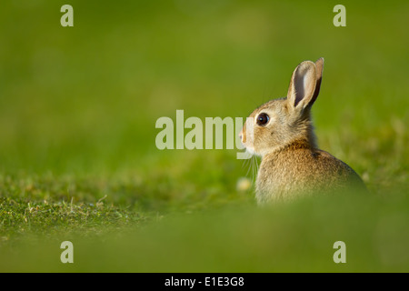 Coniglio (Orytolagus cuniculus) seduti fuori la sua warren. North Uist, Ebridi Esterne, Scozia Foto Stock