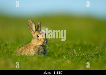 Coniglio (Orytolagus cuniculus) seduti fuori la sua warren. North Uist, Ebridi Esterne, Scozia Foto Stock