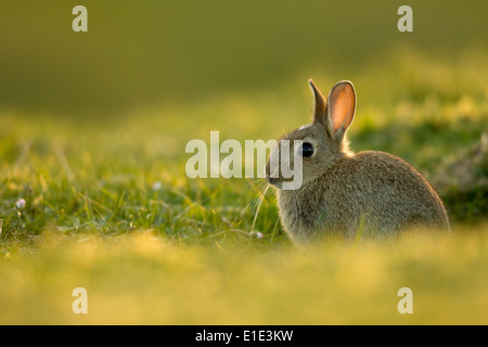 Coniglio (Orytolagus cuniculus) seduti fuori la sua warren. North Uist, Ebridi Esterne, Scozia Foto Stock