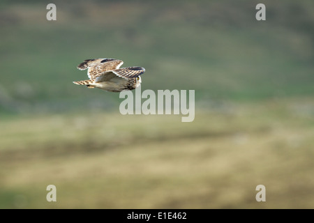 Corto-eared Owl asio flammeus caccia. North Uist, Ebridi Esterne, Scozia Foto Stock