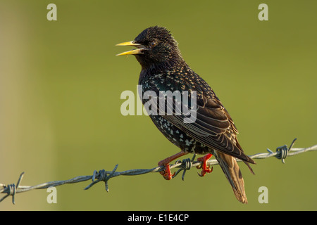 Starling (Sturnus vulgaris) su un barbiglio recinto di filo. North Uist, Ebridi Esterne, Scozia.UK Foto Stock