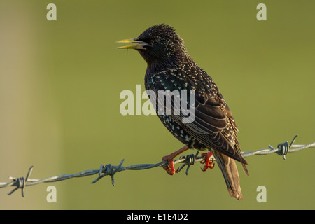 Starling (Sturnus vulgaris) su un barbiglio recinto di filo. North Uist, Ebridi Esterne, Scozia.UK Foto Stock