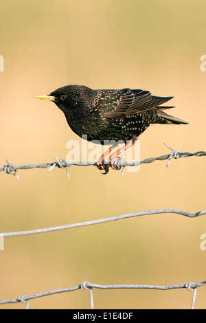 Starling (Sturnus vulgaris) su un barbiglio recinto di filo. North Uist, Ebridi Esterne, Scozia.UK Foto Stock