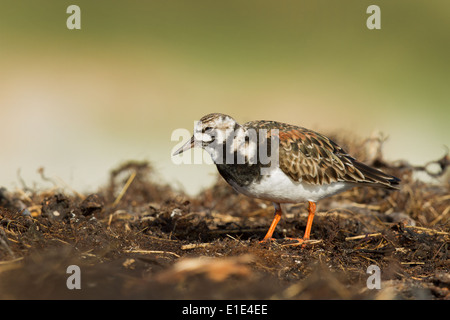Turnstone (Arenaria interpres) in allevamento piumaggio. North Uist, Ebridi Esterne, Scotland, Regno Unito Foto Stock