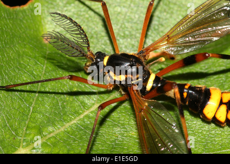 Un giallo e nero vero europeo gru specie mosca, chiamato Ctenophora ornata o Cnemoncosis ornata (maschio con feathered antenne) Foto Stock