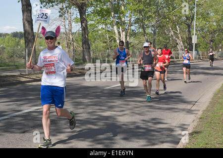 Calgary, Alberta, Canada. Dal 01 Giugno, 2014. Ritmo bunny la stimolazione delle guide di scorrimento nel cinquantesimo Scotiabank Calgary marathon di domenica, 1 giugno 2014. Il Canada è in esecuzione più lunga maratona ha attirato più di 15.000 partecipanti e sollevato oltre un milione di dollari per la carità. Calgary, Alberta, Canada. Credito: Rosanne Tackaberry/Alamy Live News Foto Stock