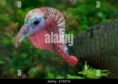 Close-up di un maschio il tacchino selvatico Foto Stock