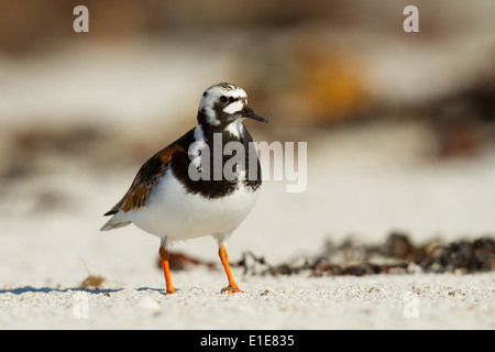 Turnstone (Arenaria interpres) in allevamento piumaggio. North Uist, Ebridi Esterne, Scotland, Regno Unito Foto Stock
