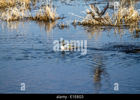 Northern mestolone (Anas clypeata) Bella, iridato, colorati maschio, nuoto in blu prairie slough, in cerca di cibo. Foto Stock