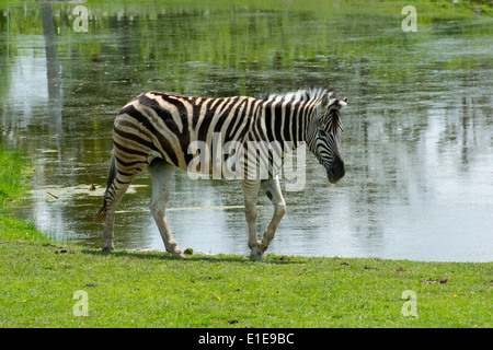 Una Zebra di Damara. Foto Stock