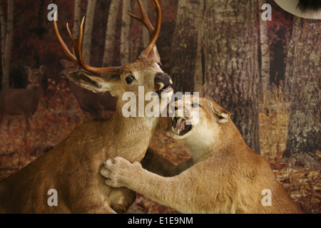 Un display di tassidermia al Ralph Foster Museum di Branson, Missouri, che mostra un leone di montagna che attacca un cervo. Foto Stock