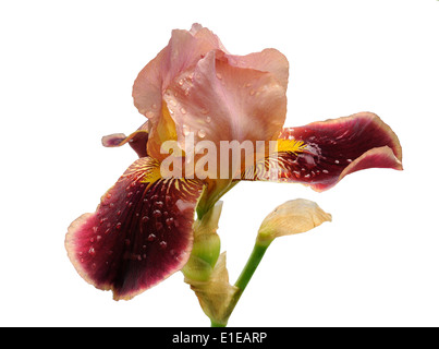 La Borgogna iris fiore con gocce d'acqua isolati su sfondo bianco Foto Stock