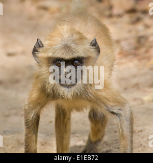 Langur monkey fissando, bandhavgarh national park, Madhya Pradesh, India, Asia Foto Stock