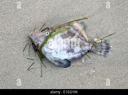 I pesci morti distesi sulla sabbia sulla spiaggia Foto Stock