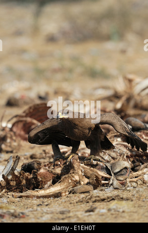 Steppa eagle diffondere la sua ala Foto Stock