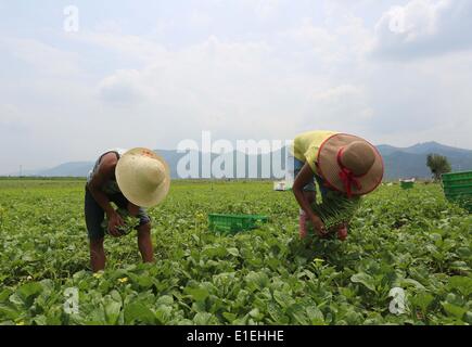 Rongjiang, della Cina di Guizhou. 2 Giugno, 2014. Gli agricoltori lavorano a base vegetale in Rongjiang County, a sud-ovest della Cina di Guizhou, Giugno 2, 2014. © Yang Chengli/Xinhua/Alamy Live News Foto Stock