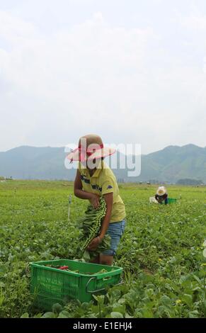Rongjiang, della Cina di Guizhou. 2 Giugno, 2014. Gli agricoltori a lavorare in una piantagione di ortaggi in base Rongjiang County, a sud-ovest della Cina di Guizhou, Giugno 2, 2014. © Yang Chengli/Xinhua/Alamy Live News Foto Stock