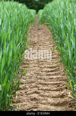 Il percorso del trattore tramite la molla campo di grano Sussex Inghilterra meridionale Foto Stock