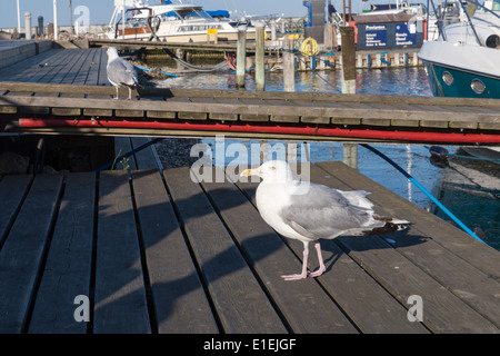 Aringa gabbiano, Larus argentatus su assi di legno in un ambiente di porto Foto Stock