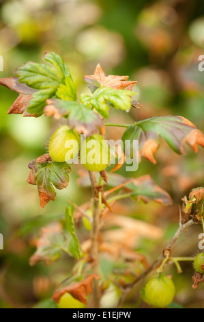 Ribes Uva spina sulla boccola Macro Foto Stock