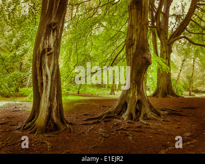 Misterioso alla ricerca degli alberi nei boschi Foto Stock