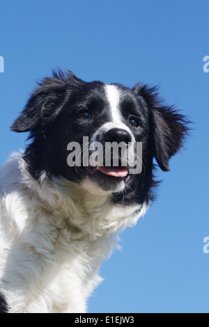 Border Collie ritratto am blauen Himmel Foto Stock