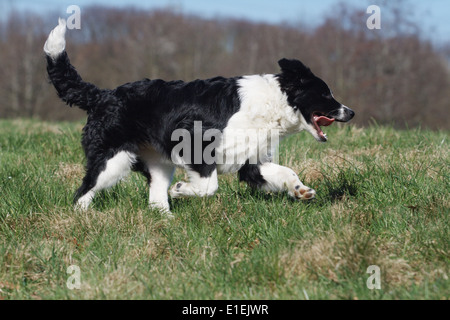 Junger Border Collie rennt seitlich über die Wiese Foto Stock