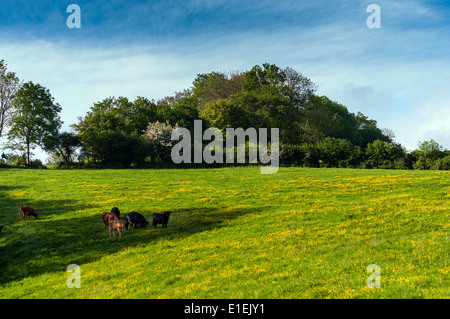 Teign Valley,scena pastorale vicino a Stoke Gabriel,Devon.arcadian,vacche sdraiato,il pascolo, molla, bestiame, allevamento, prato, dair Foto Stock