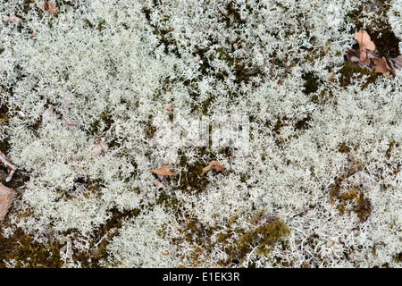 La configurazione di sfondo di licheni delle renne in una foresta svedese Foto Stock