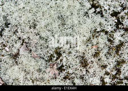 La configurazione di sfondo di licheni delle renne in una foresta svedese Foto Stock