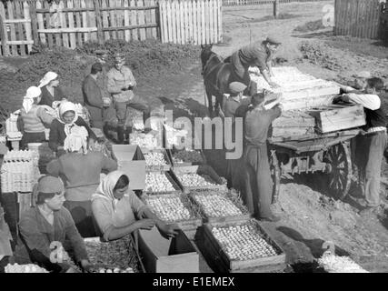La foto della propaganda nazista mostra i soldati tedeschi che guardano gli ucraini impacchettare le uova per le razioni delle truppe tedesche nei territori occupati tedeschi negli anni '40, dove e data sconosciute. L'obiettivo principale dell'amministrazione economica tedesca nei territori orientali occupati era quello di produrre combustibile e cibo per rifornire le truppe nelle aree occupate e per alimentare il pubblico tedesco con l'approvazione finale della massiccia fame delle popolazioni locali, noto come piano della fame. Fotoarchiv für Zeitgeschichtee - NESSUN SERVIZIO DI CABLAGGIO Foto Stock