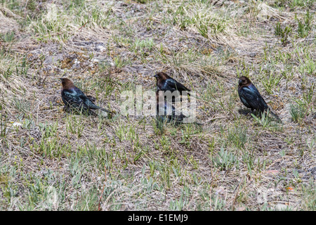 Brewer's Blackbird (Euphagus cyanocephalus) gregge seduta sul terreno di alimentazione. Waterton National Park, Alberta, Canada Foto Stock