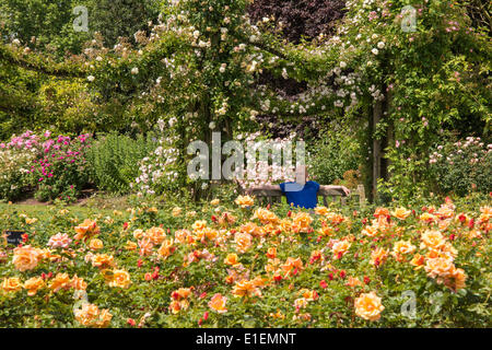 Regent's Park di Londra, Regno Unito. 2 Giugno 2014. Un uomo si crogiola nel caldo sole in mezzo a un display a colori in Queen Mary's Rose Garden. Il giardino delle rose è Londra la più grande collezione di rose con circa 12.000 rose coltivate nei giardini. Credito: Patricia Phillips/Alamy Live News Foto Stock