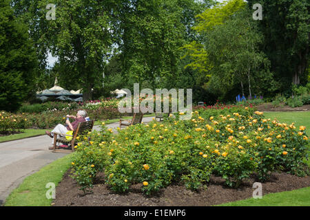 Regent's Park di Londra, Regno Unito. 2 Giugno 2014. I visitatori di Regent's Park sono trattate per un display a colori in Queen Mary's Rose Garden. Il giardino delle rose è Londra la più grande collezione di rose con circa 12.000 rose coltivate nei giardini. Credito: Patricia Phillips/Alamy Live News Foto Stock