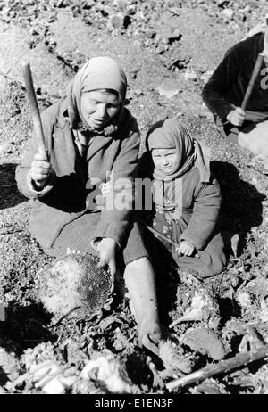 La foto della propaganda nazista mostra una donna Ucraina con il suo bambino che raccoglie semi di girasole nei territori occupati tedeschi negli anni '40, luogo e data sconosciuti. L'obiettivo principale dell'amministrazione economica tedesca nei territori orientali occupati era quello di produrre combustibile e cibo per rifornire le truppe nelle aree occupate e per alimentare il pubblico tedesco con l'approvazione finale della massiccia fame delle popolazioni locali, noto come piano della fame. Fotoarchiv für Zeitgeschichtee - NESSUN SERVIZIO DI CABLAGGIO Foto Stock