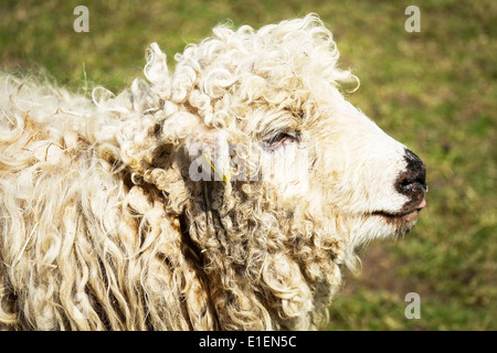 Un Grayface Dartmoor pecore. Foto Stock