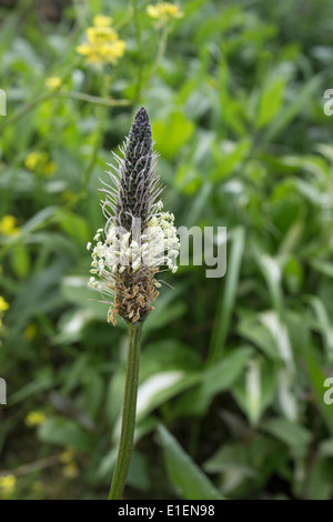 Flower/testa di semi di piantaggine Ribwort Planzago lanceolata REGNO UNITO Foto Stock