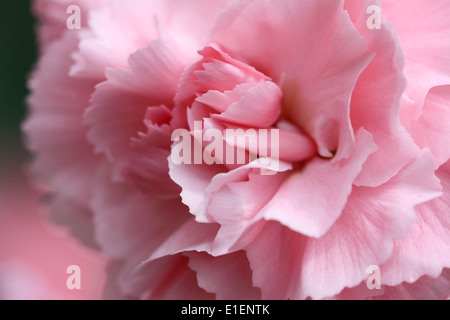 Macro abstract di un rosa pallido fiore di garofano Foto Stock